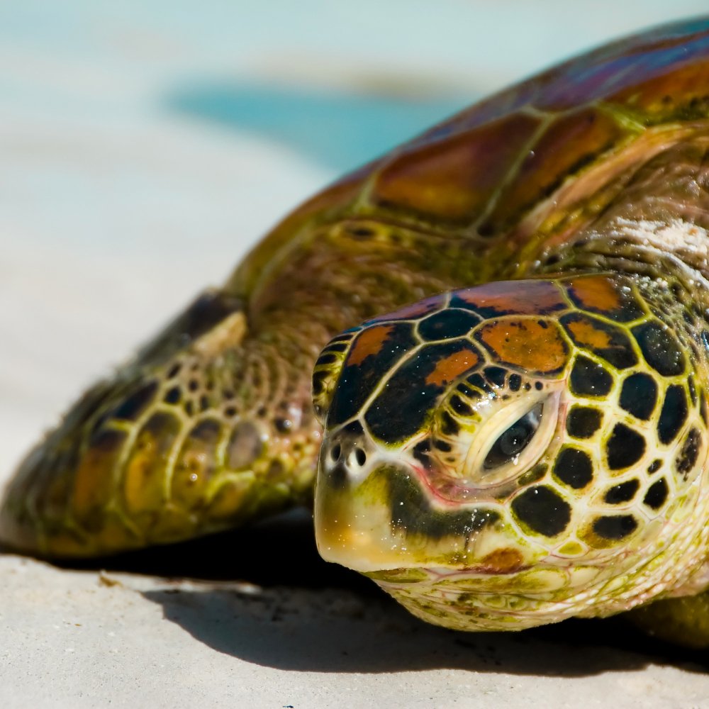 Montage du produit touristique « Expédition nature au Congo : à la rencontre des gorilles et tortues marines »  