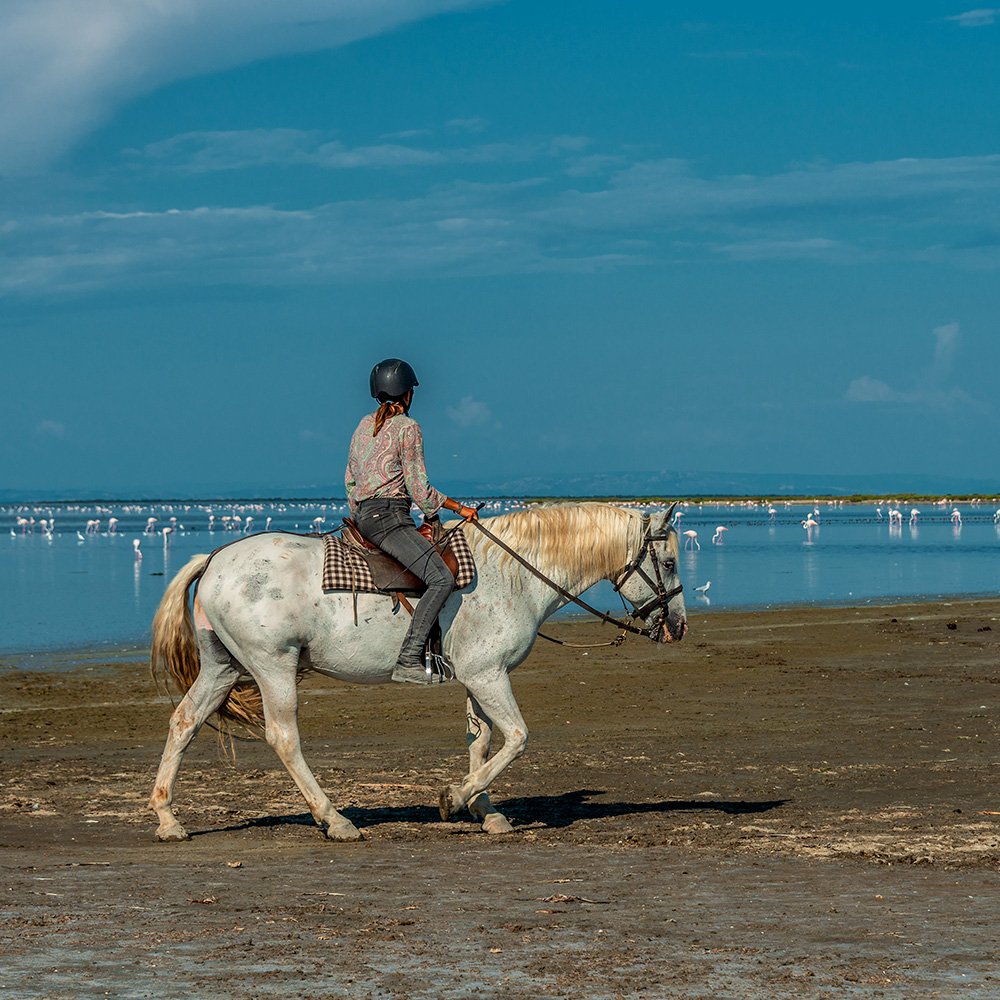 Création d’itinéraires Equestres En Camargue