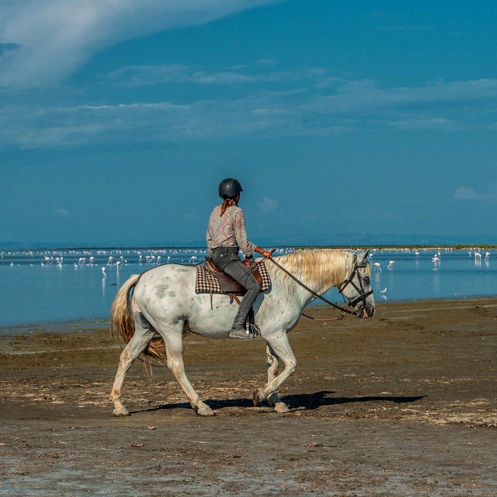 Création d’itinéraires Equestres En Camargue