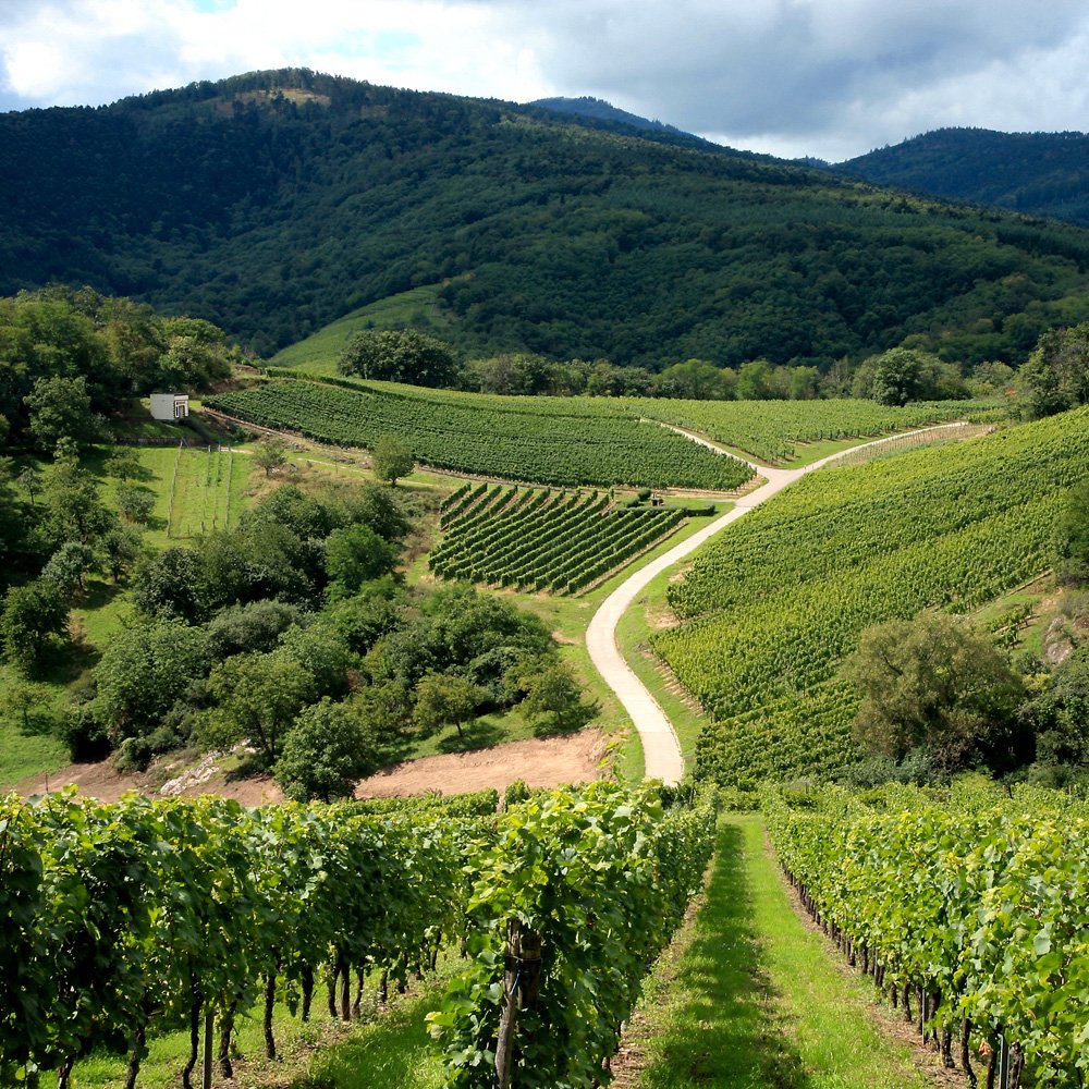 Elaboration de l’étude stratégique de développement touristique du territoire Pays-Rhin-Vignoble-Grand Ballon