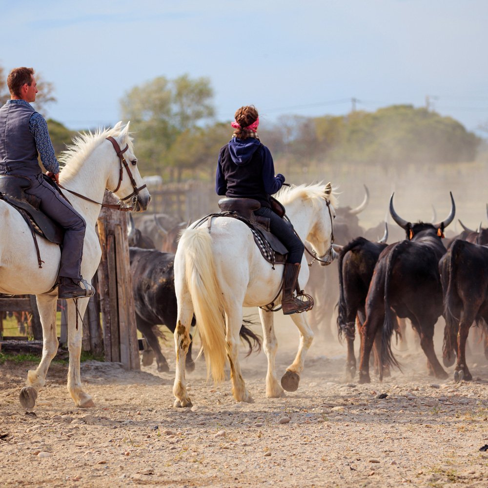 Formation action pour la professionnalisation, la commercialisation et la labellisation Qualité Sud de France de la filière des manadiers de Vidourle Camargue