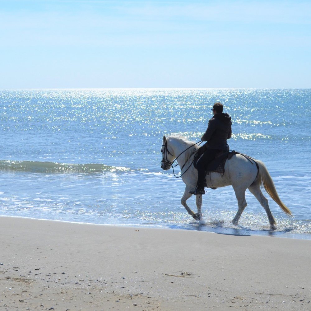 Rédaction de 2 ''pas à pas'' d'itinéraires de randonnée équestre dans le Parc Naturel Régional de Camargue