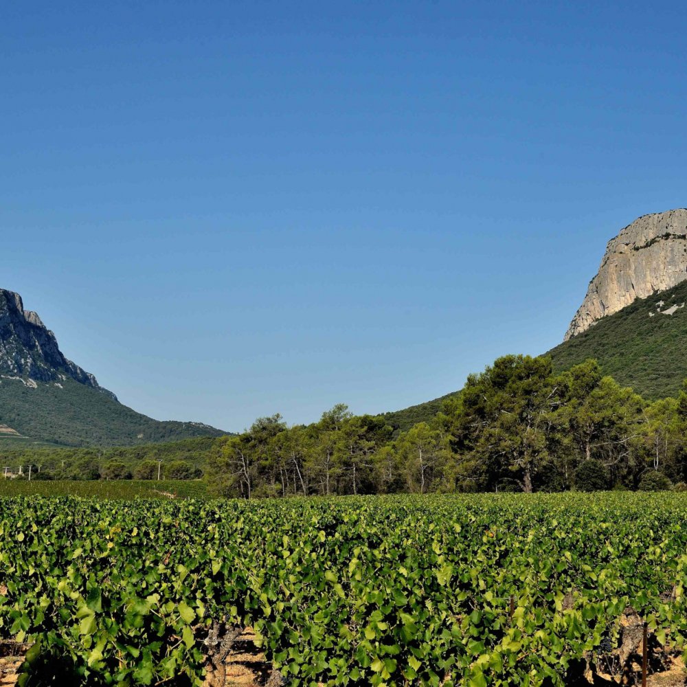 Mission d’accompagnement à maîtrise d’ouvrage de la Communauté de communes du Grand Pic Saint‐Loup pour l’étude de définition d’un Plan de Gestion et de valorisation du Pic Saint-Loup